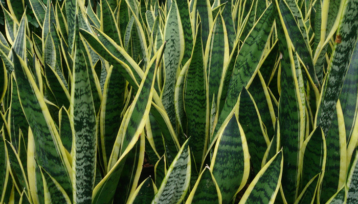 Snake Plant Indoor Plants