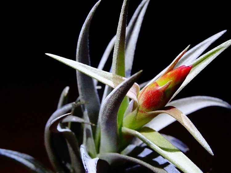 Tillandsia