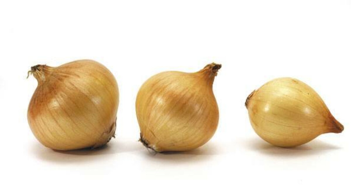 Grow Hydroponic Onions