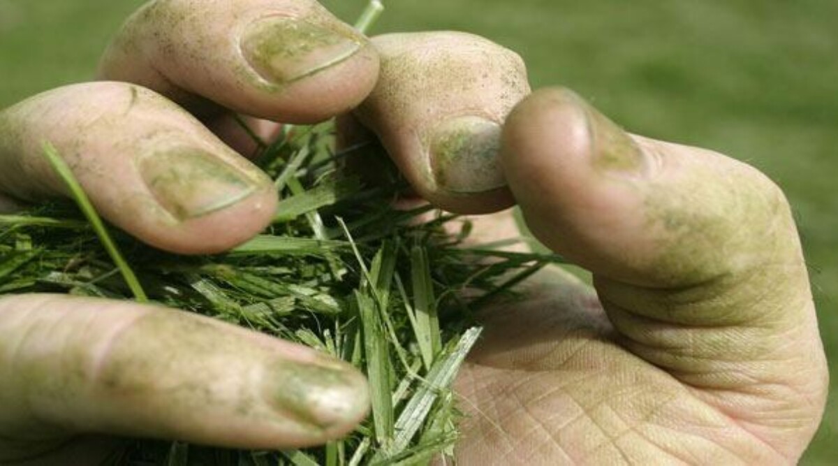 I Don't Have a Green Thumb