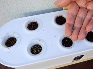 starting seeds for hydroponcs