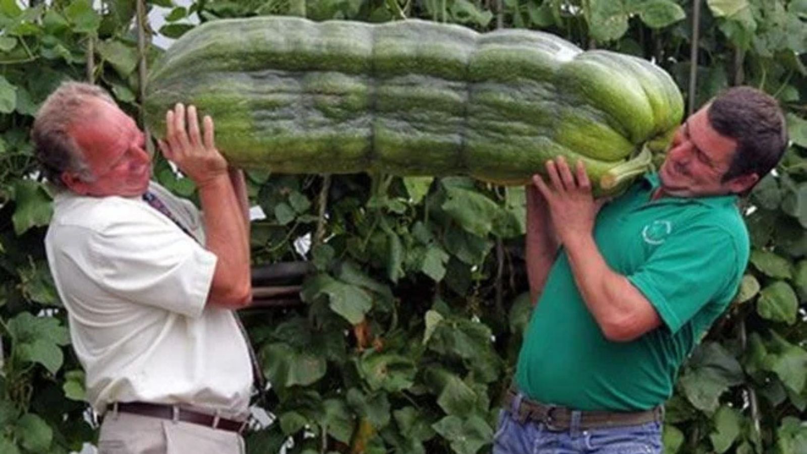 A giant cucumber being held by two adult men, the crop appearing heavy as the men look tired carrying it