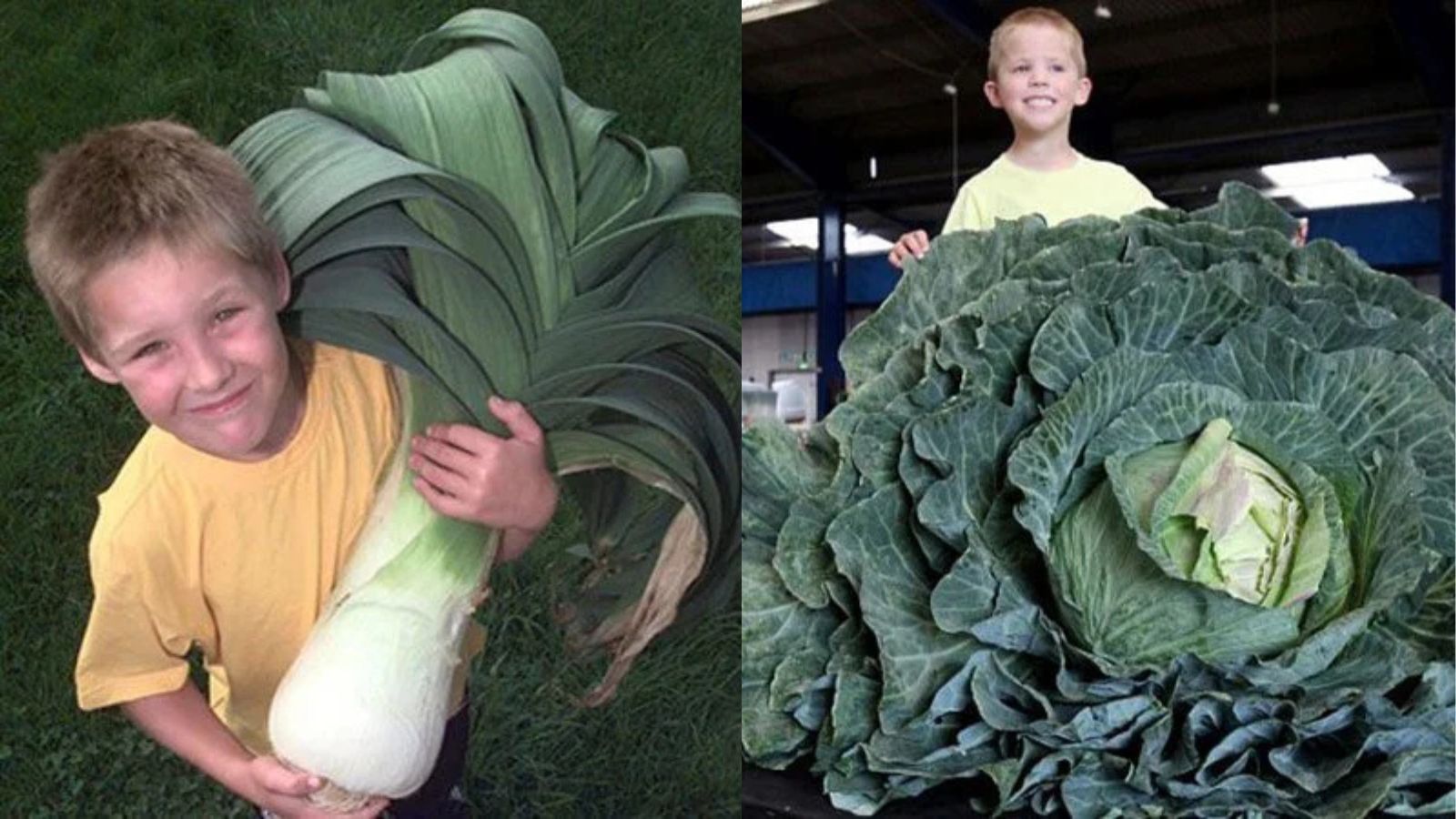 Photos of a kid with a giant leak and giant cabbage, placed in a collage showcasing the size of the crops