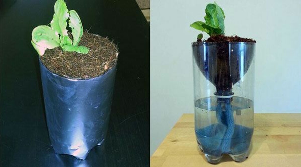Hydroponics for Kids: Build a 2 Liter Bottle Garden