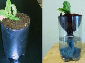 Hydroponics for Kids: Build a 2 Liter Bottle Garden