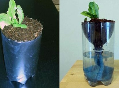 Hydroponics for Kids: Build a 2 Liter Bottle Garden