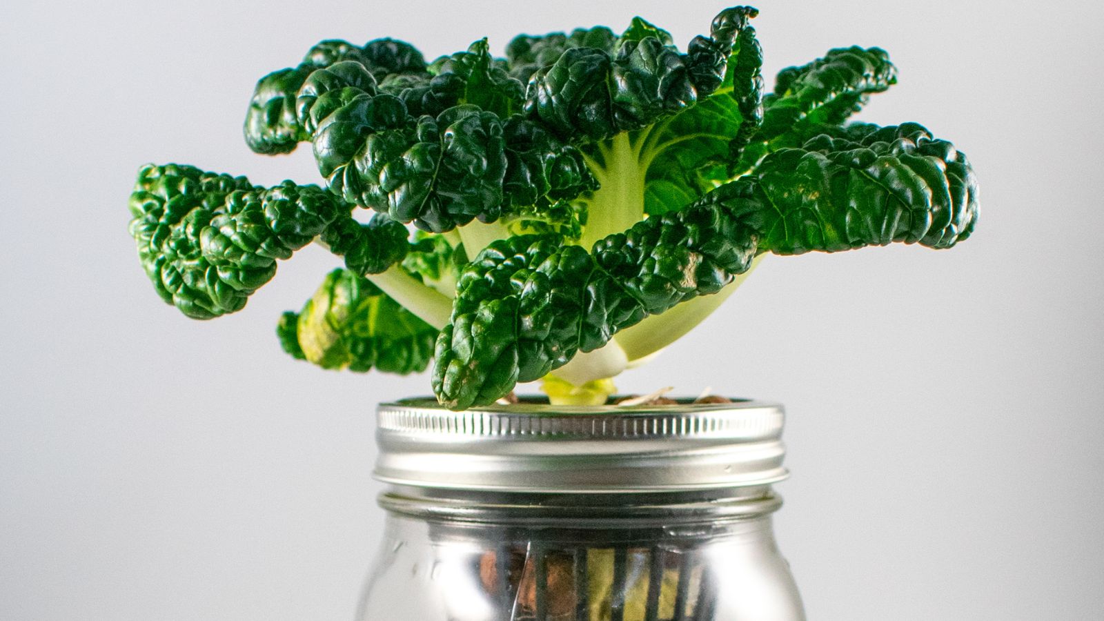 A close-up shot of a developing leafy crop on a hydroponic system in a well lit area