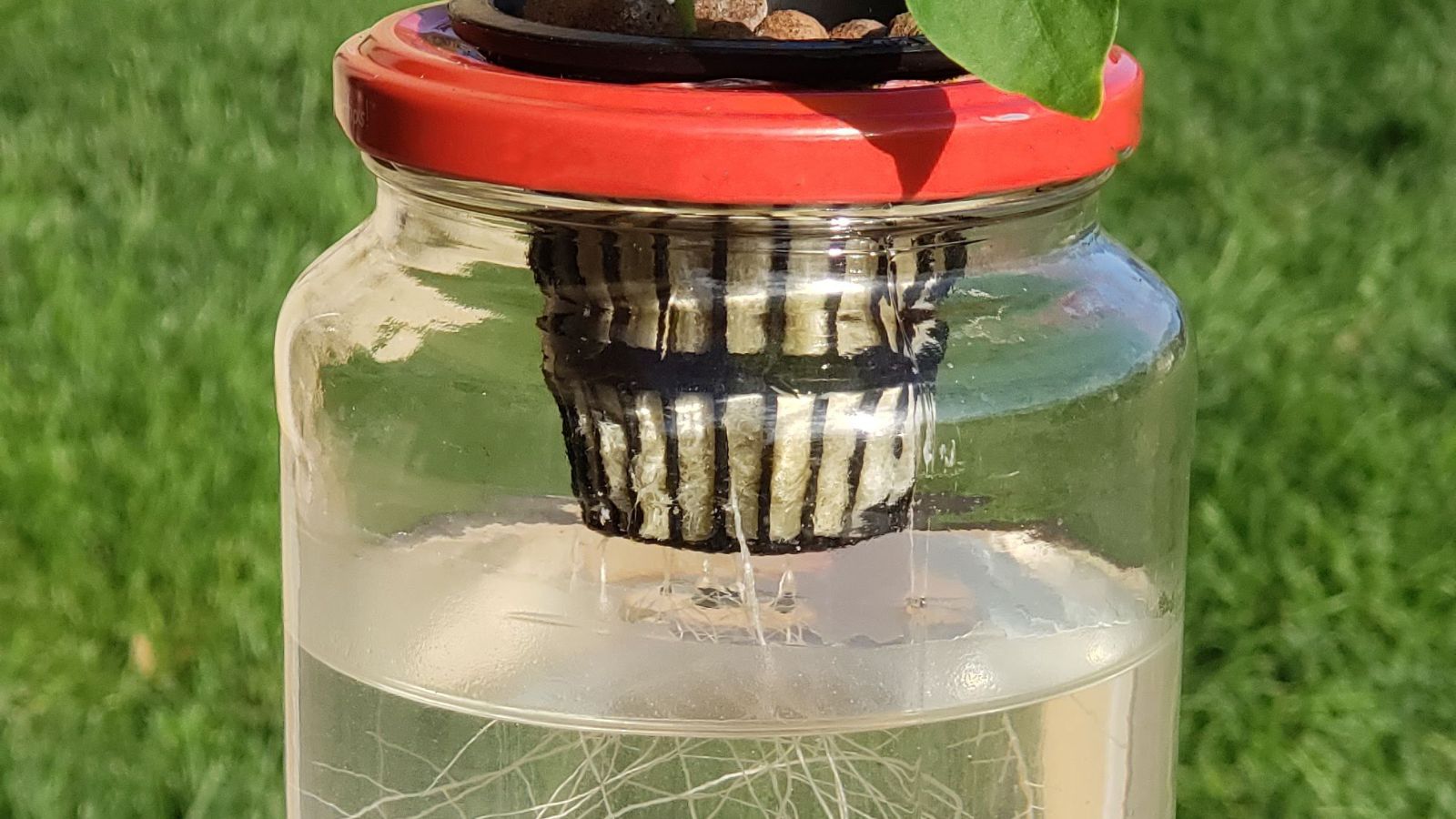 A close-up shot of a hydroponic system including a jar and a developing plant