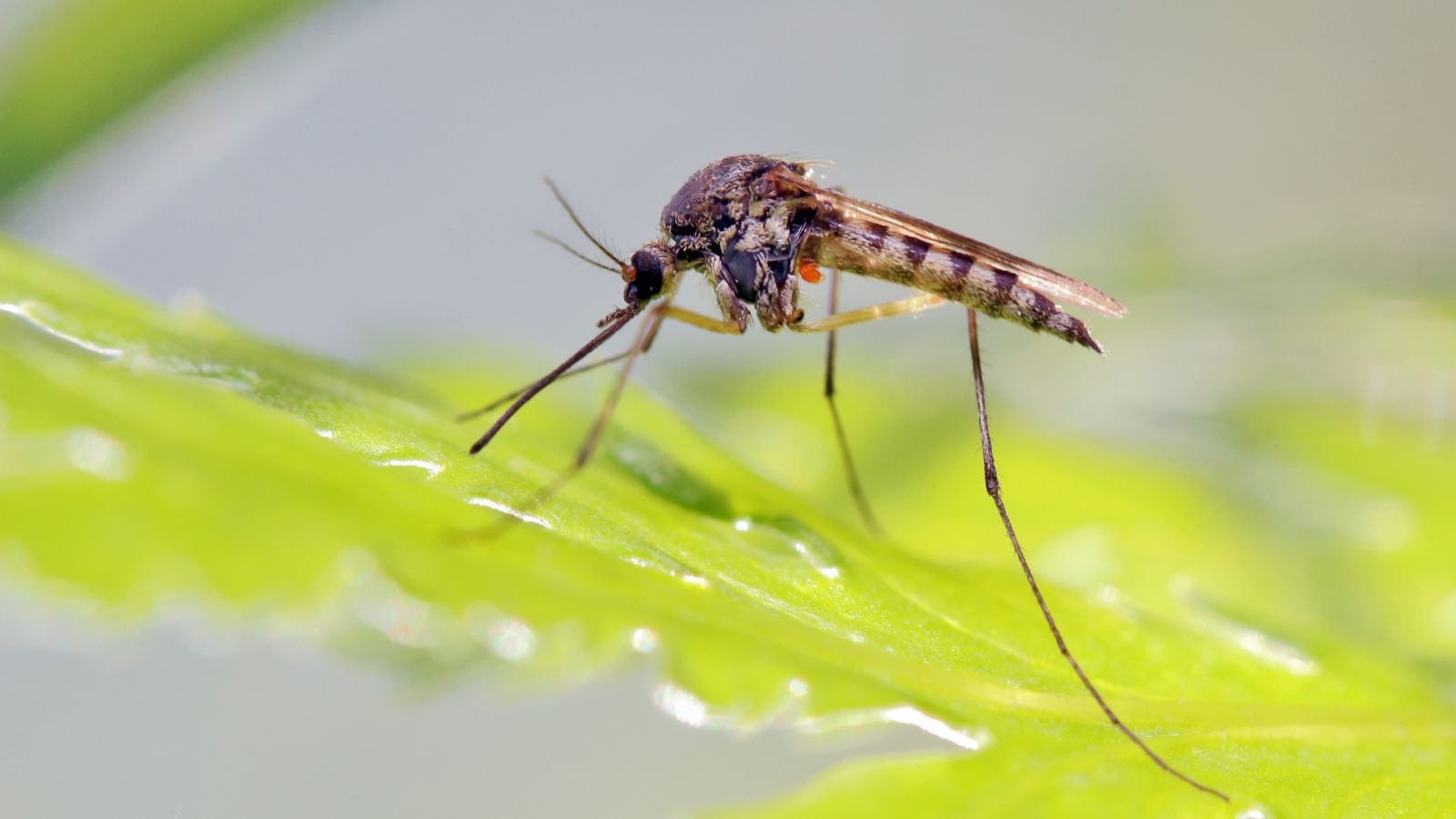 A close-up shot of a mosquito on a leaf in a well lit area