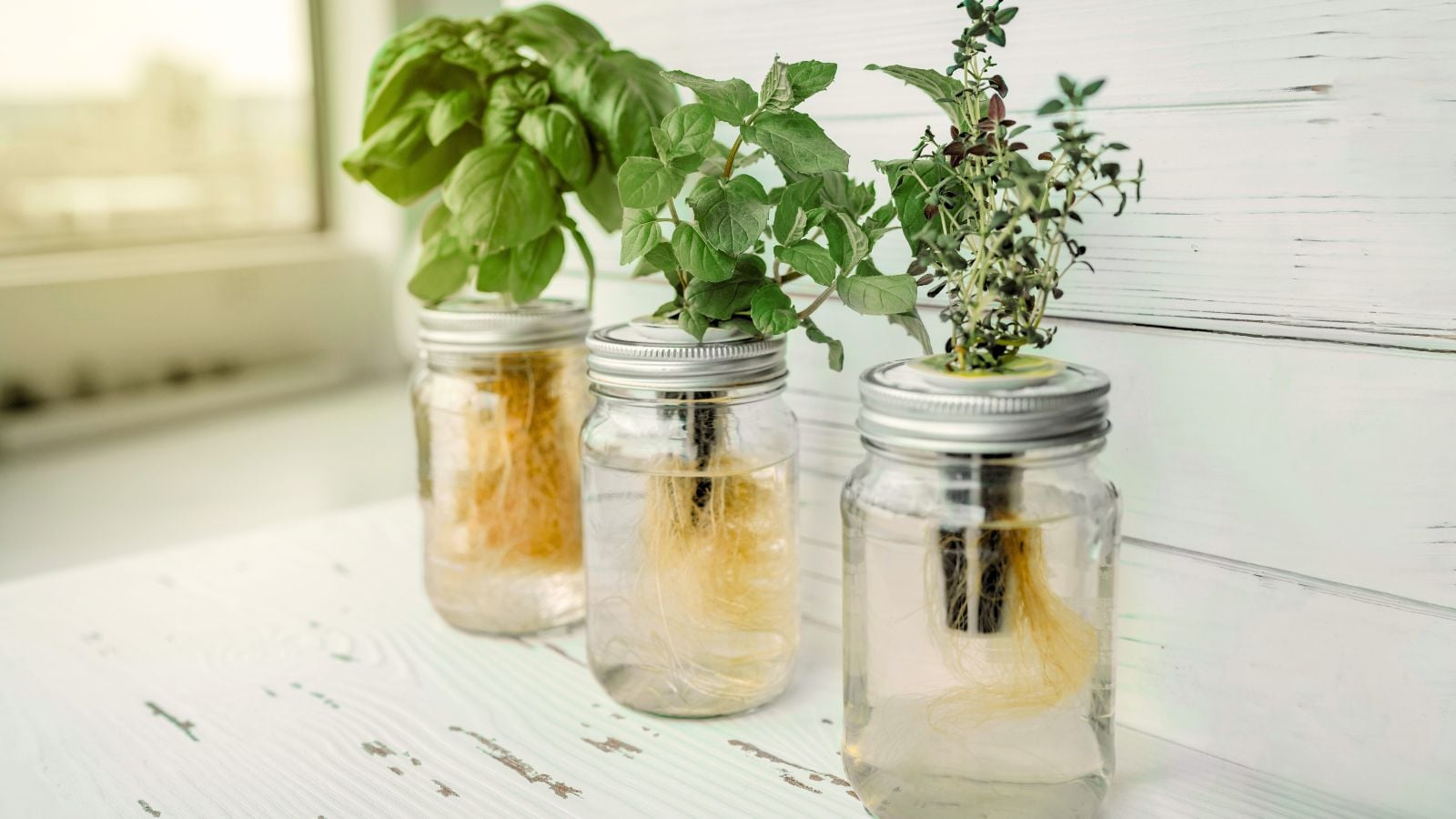 A close-up shot of several jars, turned into DIY hydroponics for developing plants, showcasing the kratky Method