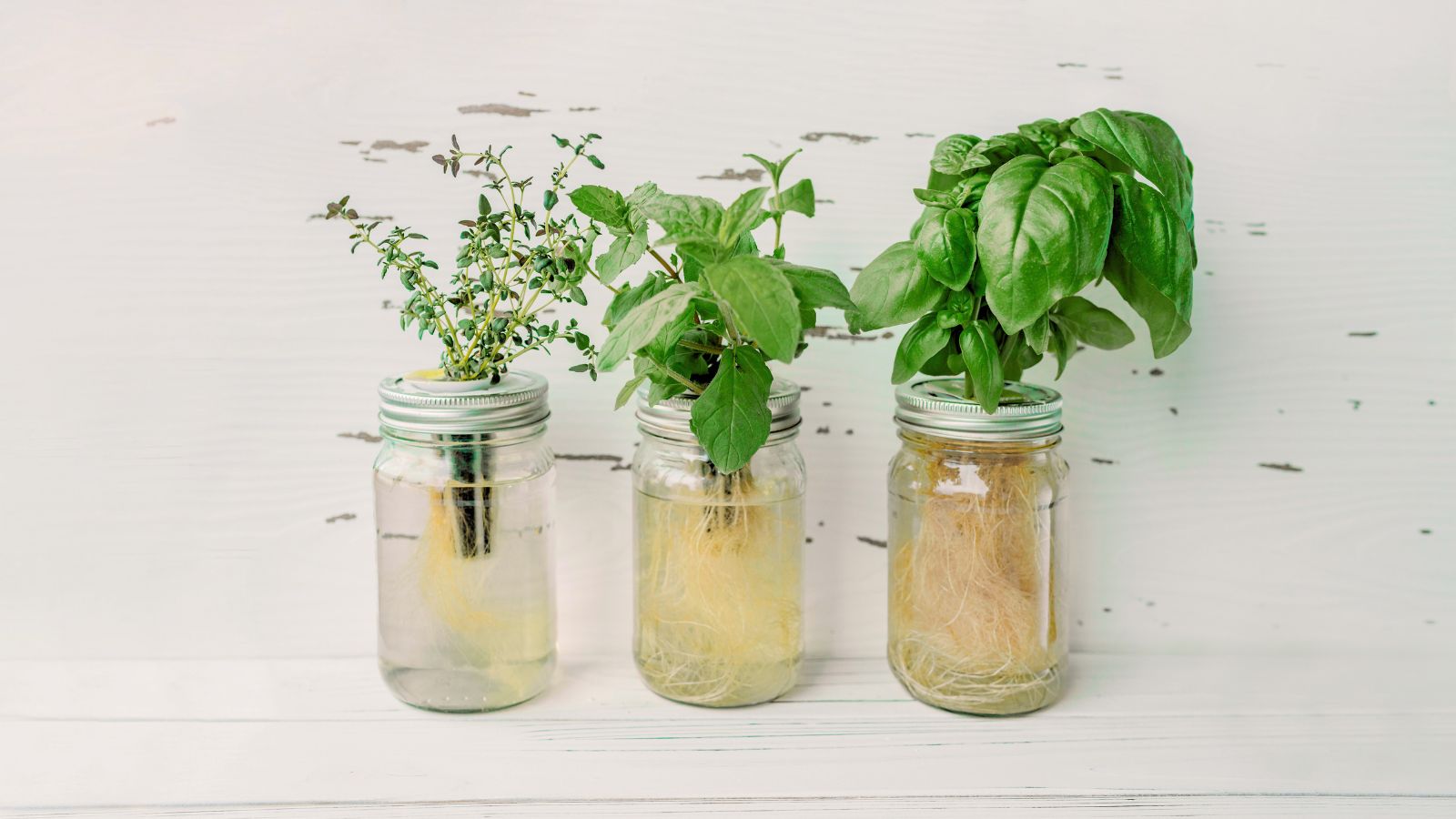 A shot of several jars made into hydroponics with developing plants in a well lit area indoors