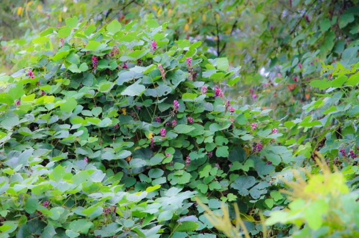 A close-up shot of a massive mound of green leaves and purple flowers of the Kudzu, showcasing invasive species of plants