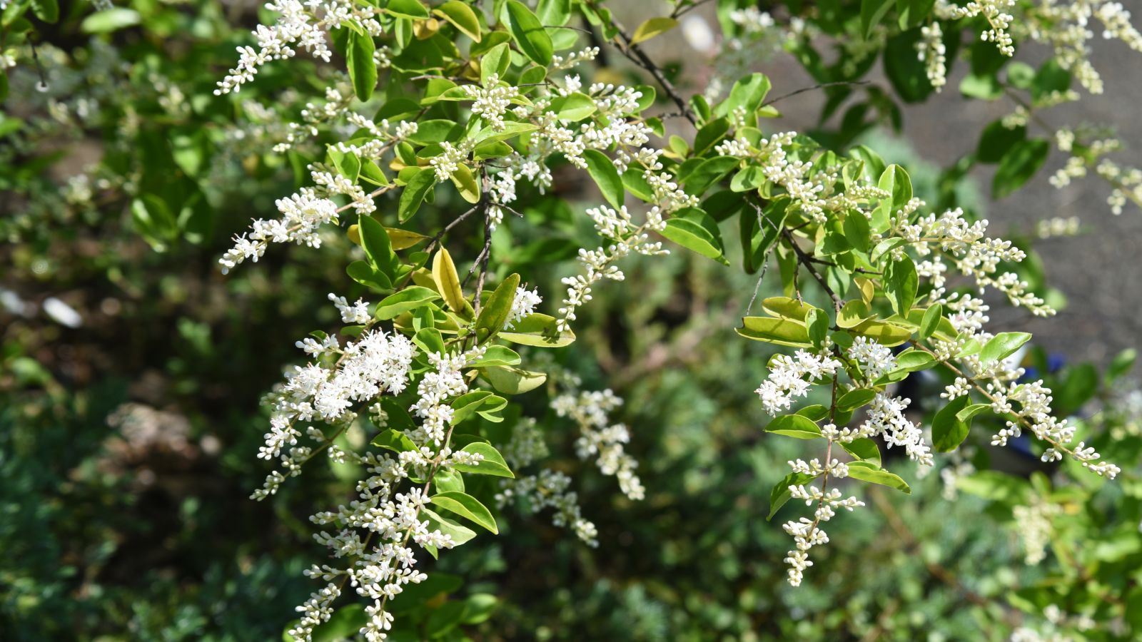 A close-up shot of a large composition of green leaves on woody branches adorned with clusters of small white flowers of the Chinese Privet