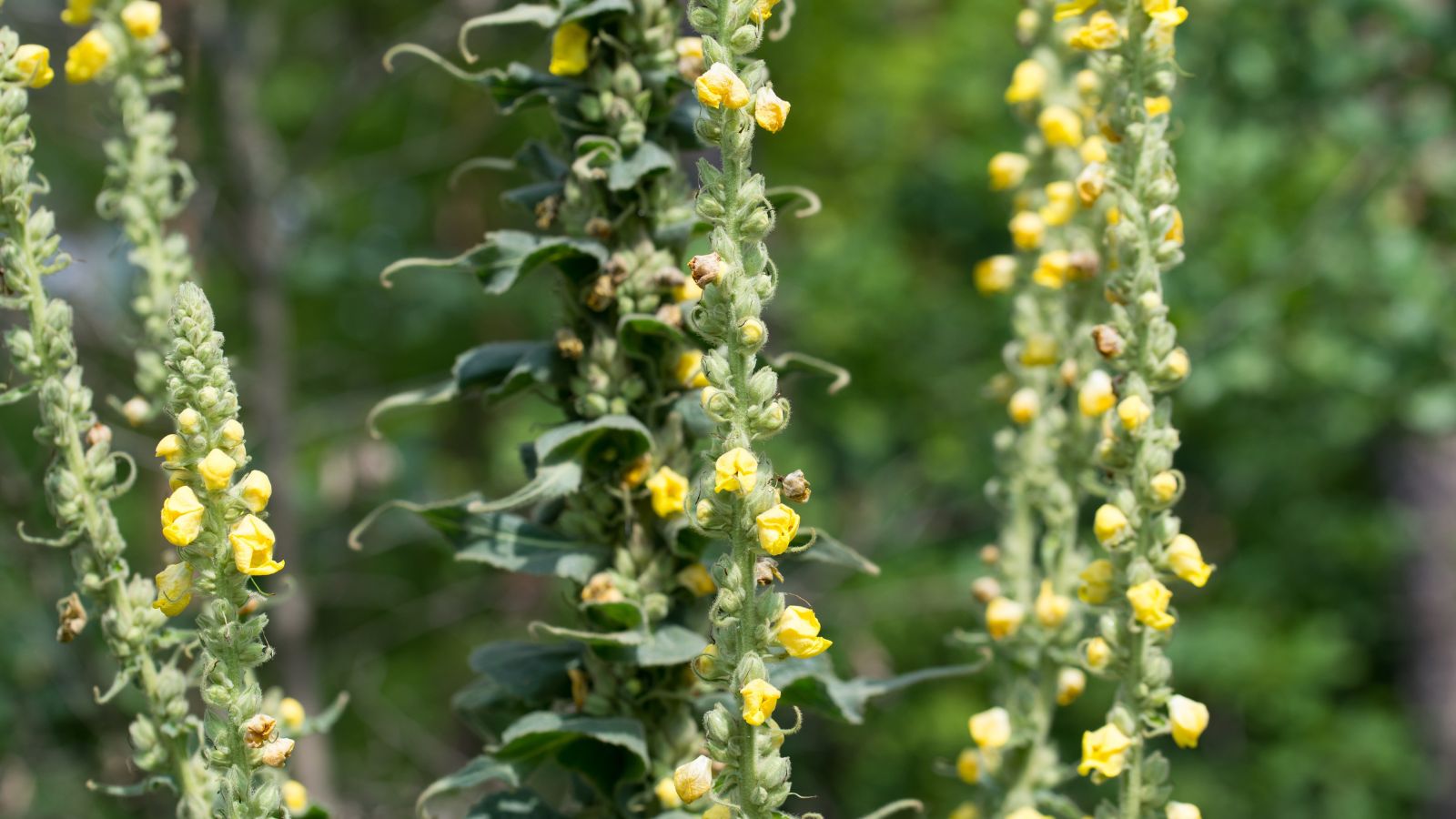 A close-up shot of a composition of tall spires adorned with leaves and yellow flowers called Common Mullein