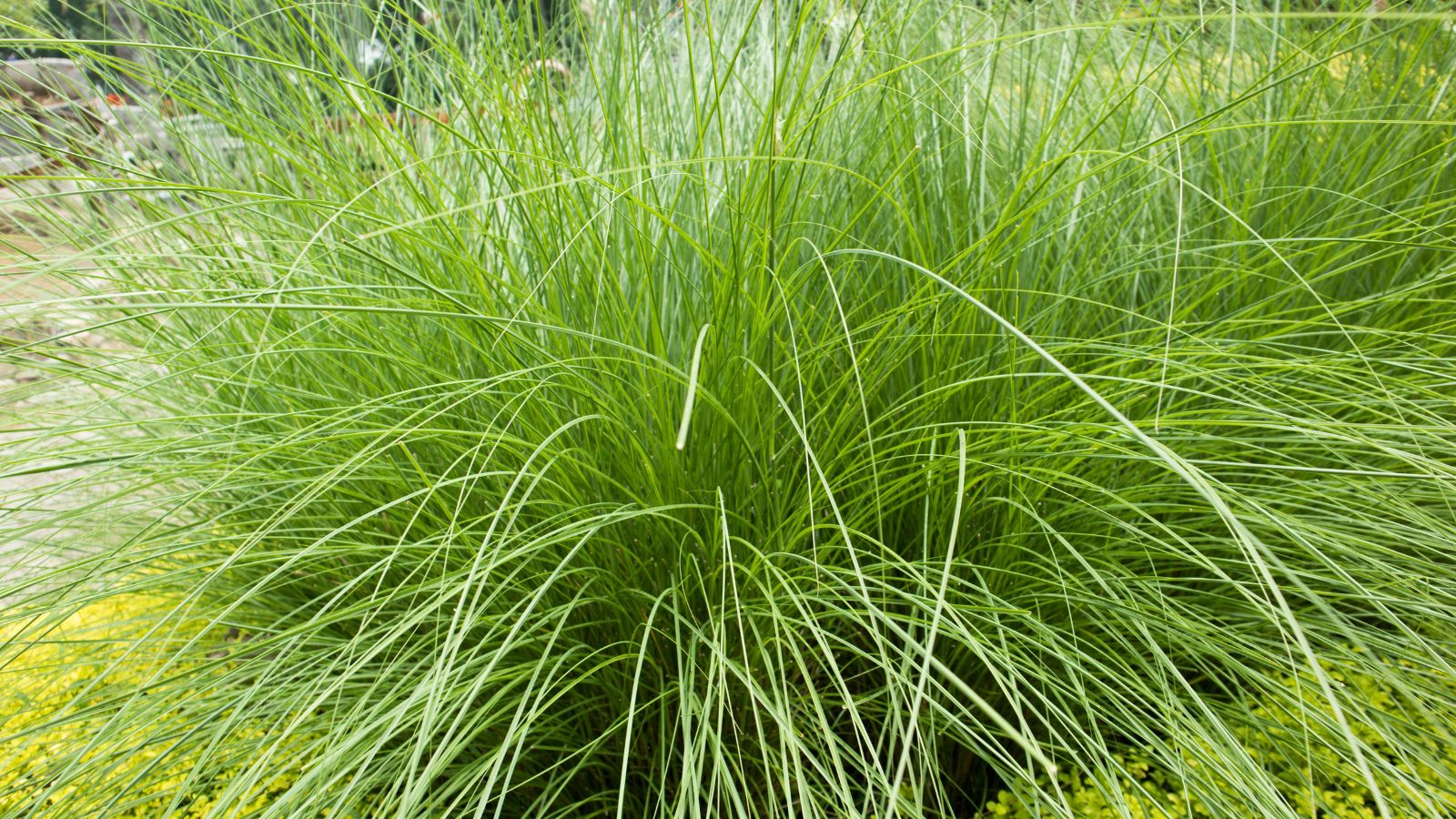A shot of a large composition of slender tall blades of the Weeping Lovegrass
