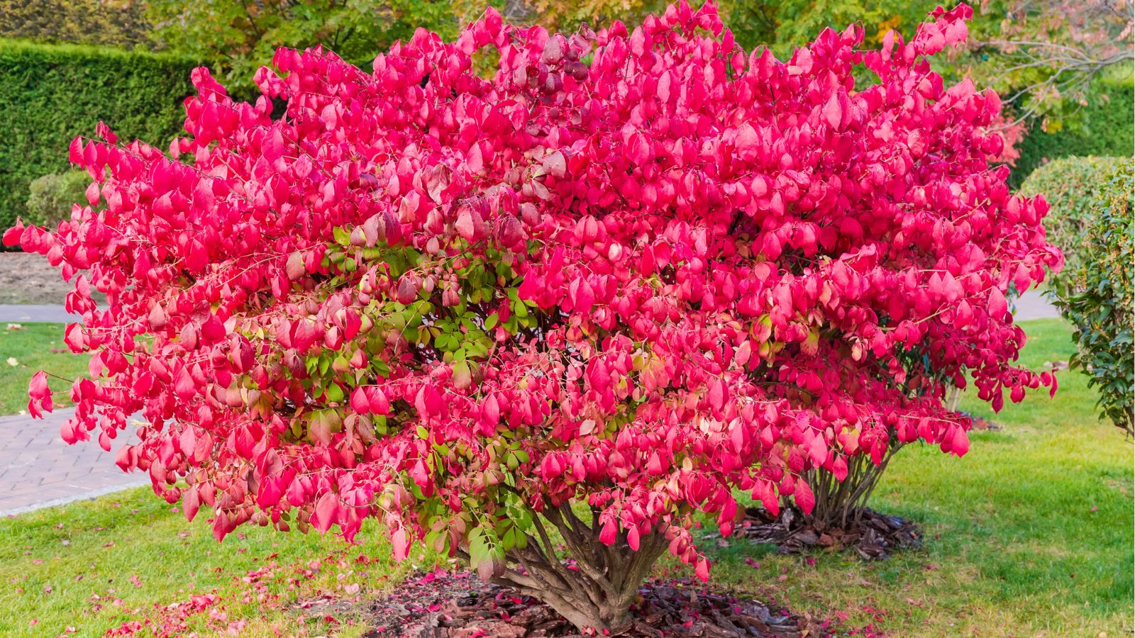 A shot of a cluster of vibrant red colored leaves of the Winged Burning Bush, developing in a well lit area outdoors