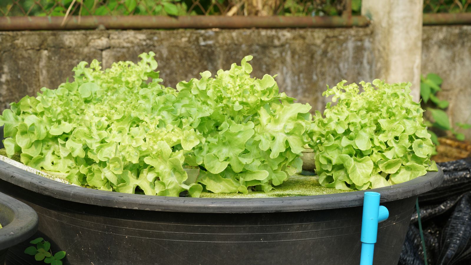 A lush green layer of leaves on top of fluid in a bucket with a pipe appearing to maintain the container's content