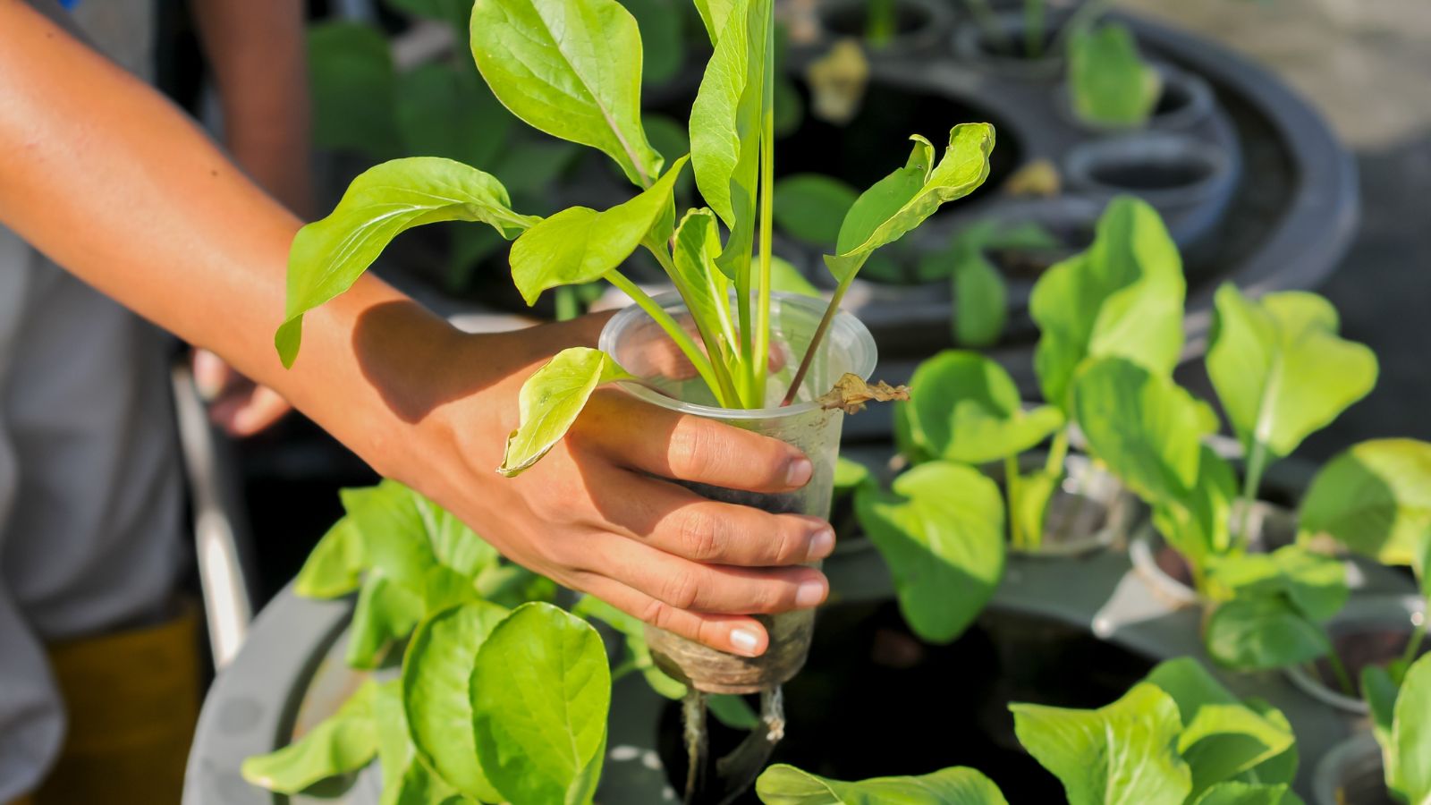 A person holding a plastic cup with a plant inside with its roots dripping wet