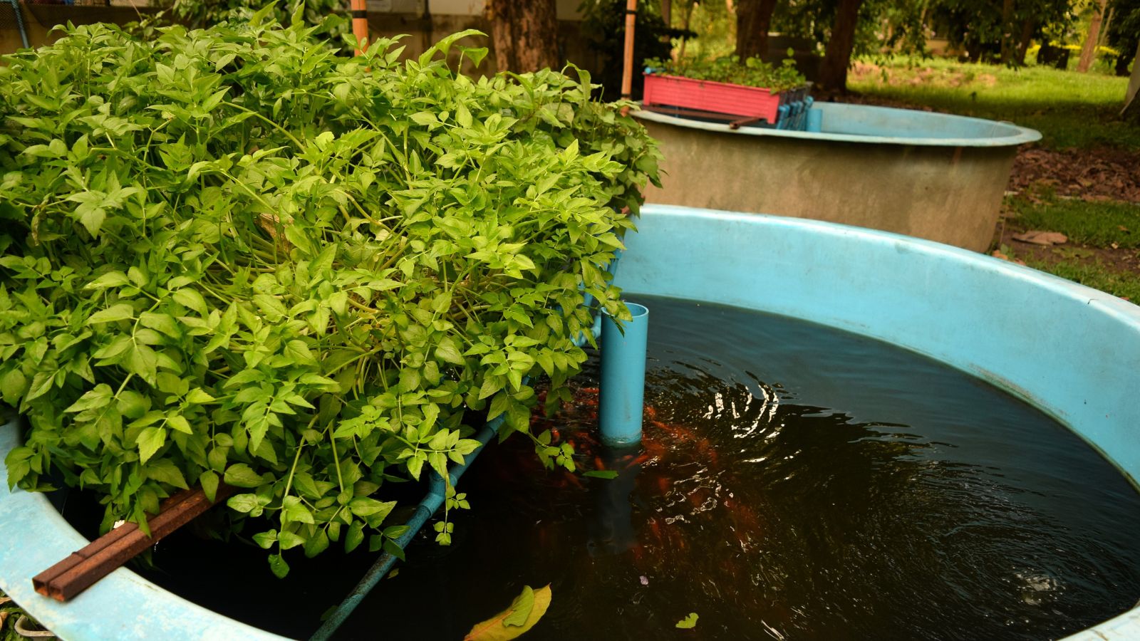 A thriving plant growing in a method that uses a plastic container and inside it fluid that appear dark with waves from a pump