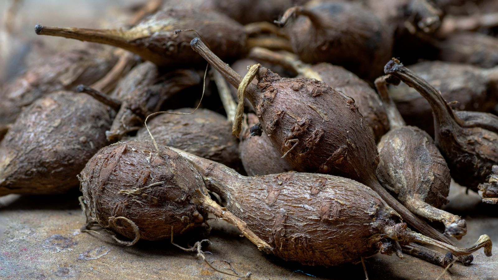 A pile of Apios americana placed on a wooden surface with each crop looking rough and dark brown