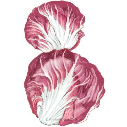 Palla Rossa Mavrik Radicchio Seeds