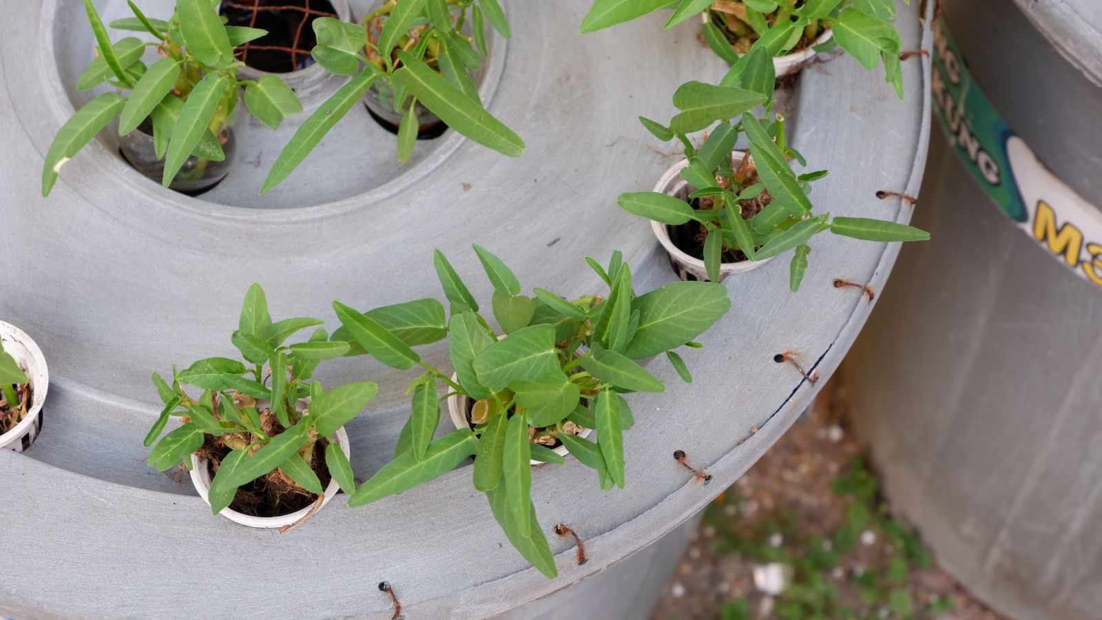 Plants peeking out from holes on a sealed bucket appearing to have been secured using wires with another bucket beside it