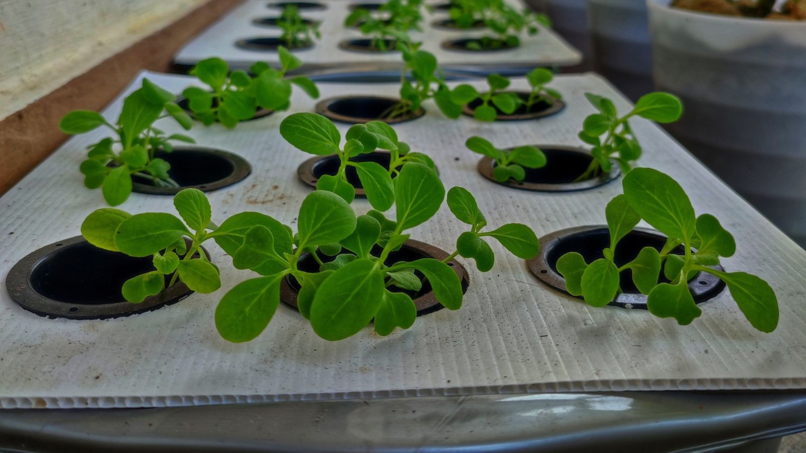 Plants placed in a container filled with nutrient solution, separated in holes on the surface covered with a plastic sheet
