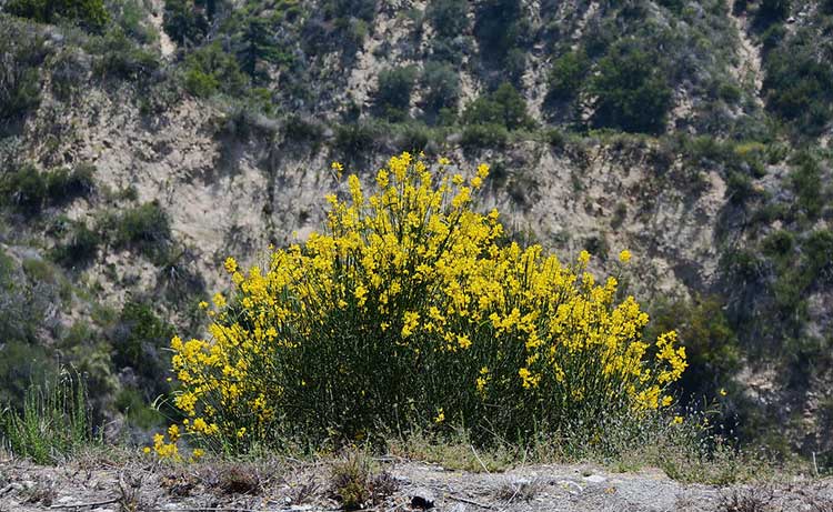 Yellow scotch broom