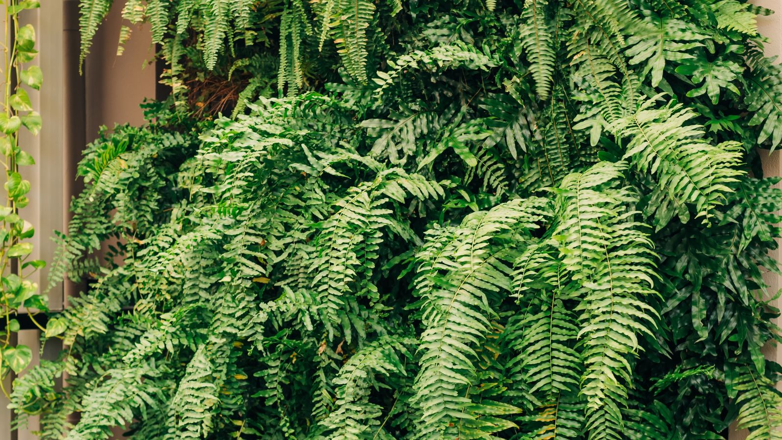 A lush All-Fern Wall appearing to have long fronds of green fern placed under warm sunlight