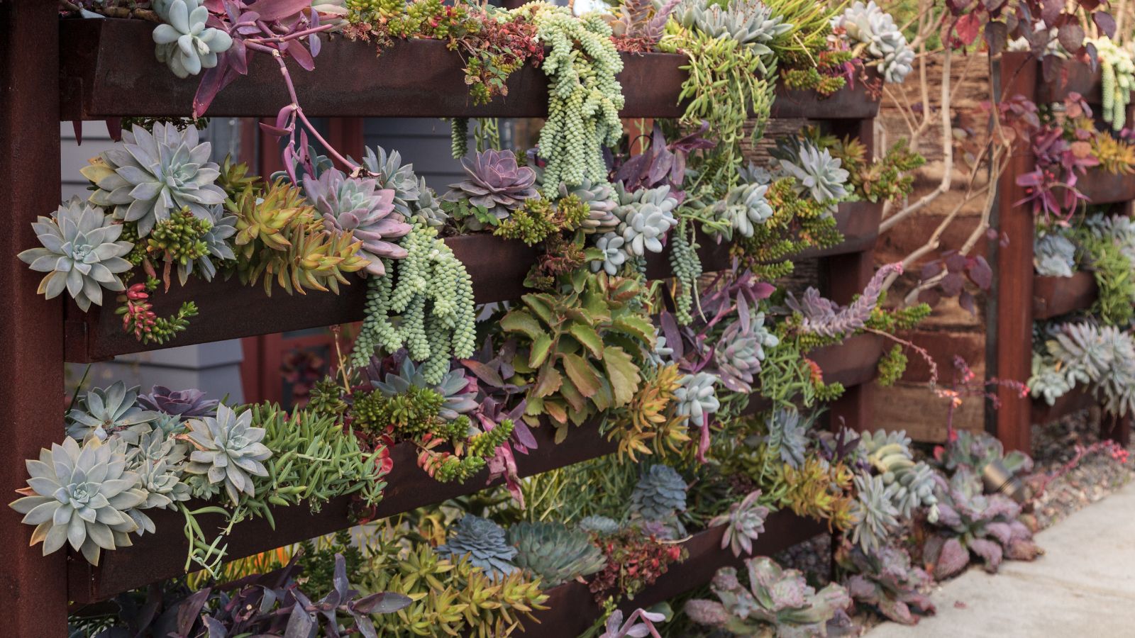 All-Wood Succulent Wall Garden appearing to use all-wood racks and containers