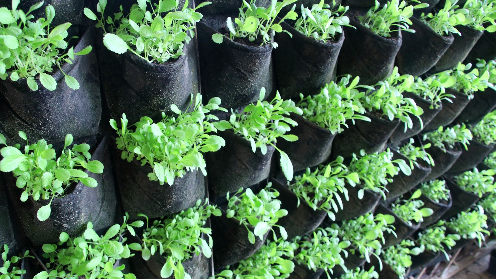 A garden wall with bags meant to hold plants that grow vertically appearing to have bright green leaves and plant parts