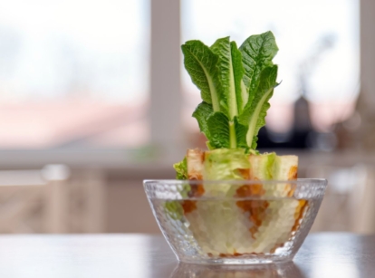 A close-up shot of a small bowl filled with water and a regrowing lettuce crop, showcasing how to regrow plants from kitchen scraps
