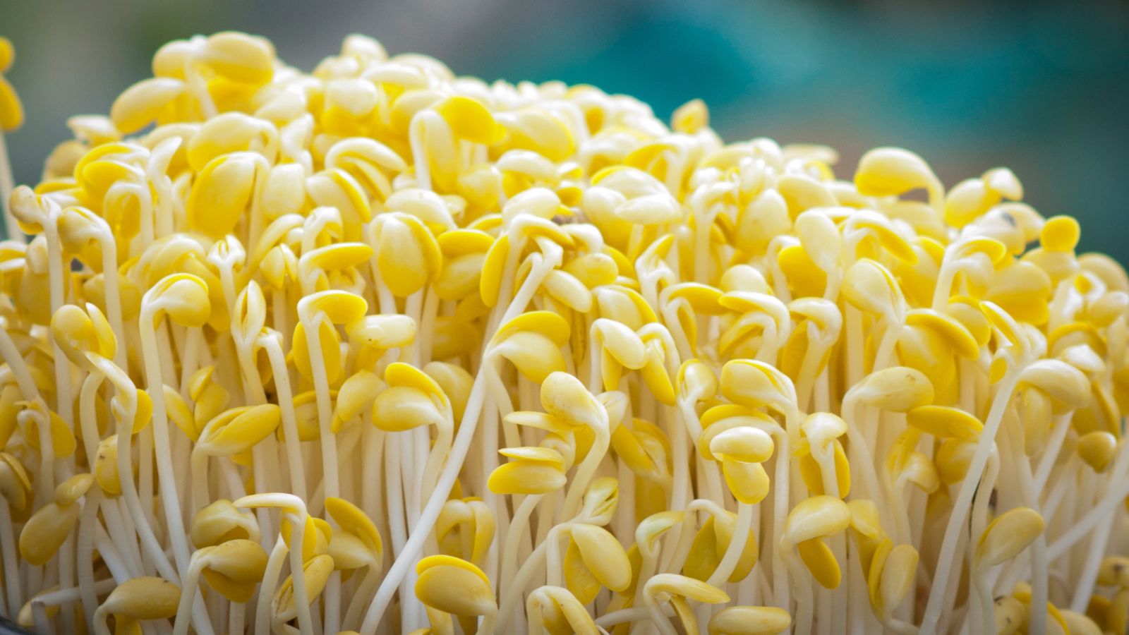 A close-up shot of a composition of yellow beans and white stems of the Bean Sprouts, situated in a well lit area