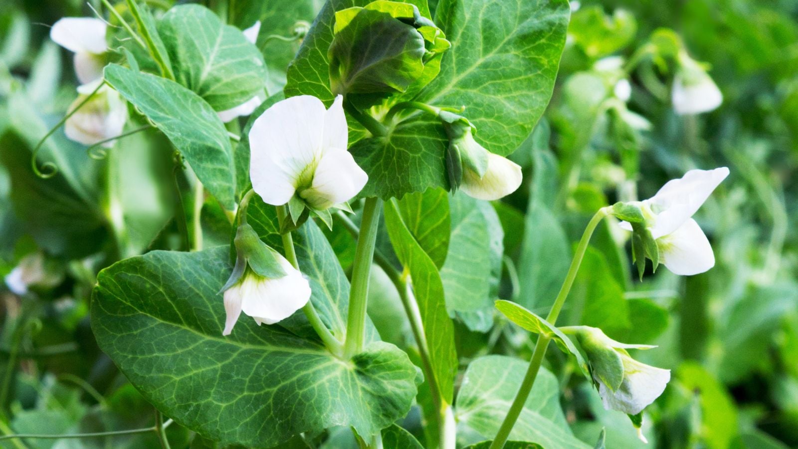 A close-up shot of a composition of developing vines, leaves, and white flowers of a crop, situated in a well lit area outdoors