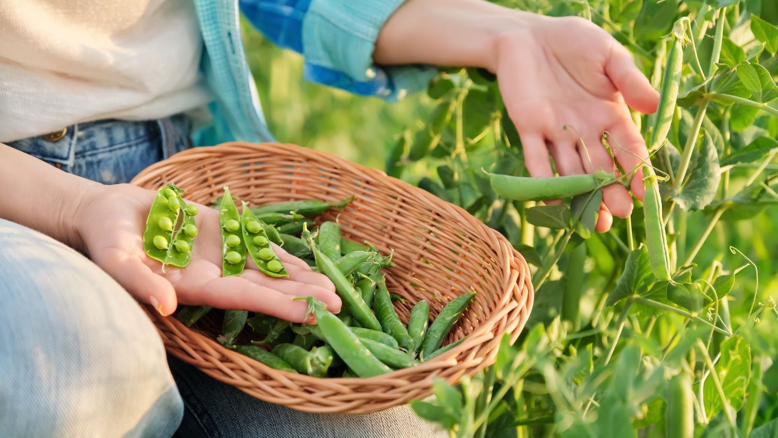 A close-up shot of a person in the process of harvesting legume pods, placing them in a small wicker basket