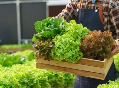 A shot of a person holding a wooden crate filled with freshly harvested crops, showcasing how to grow salad greens