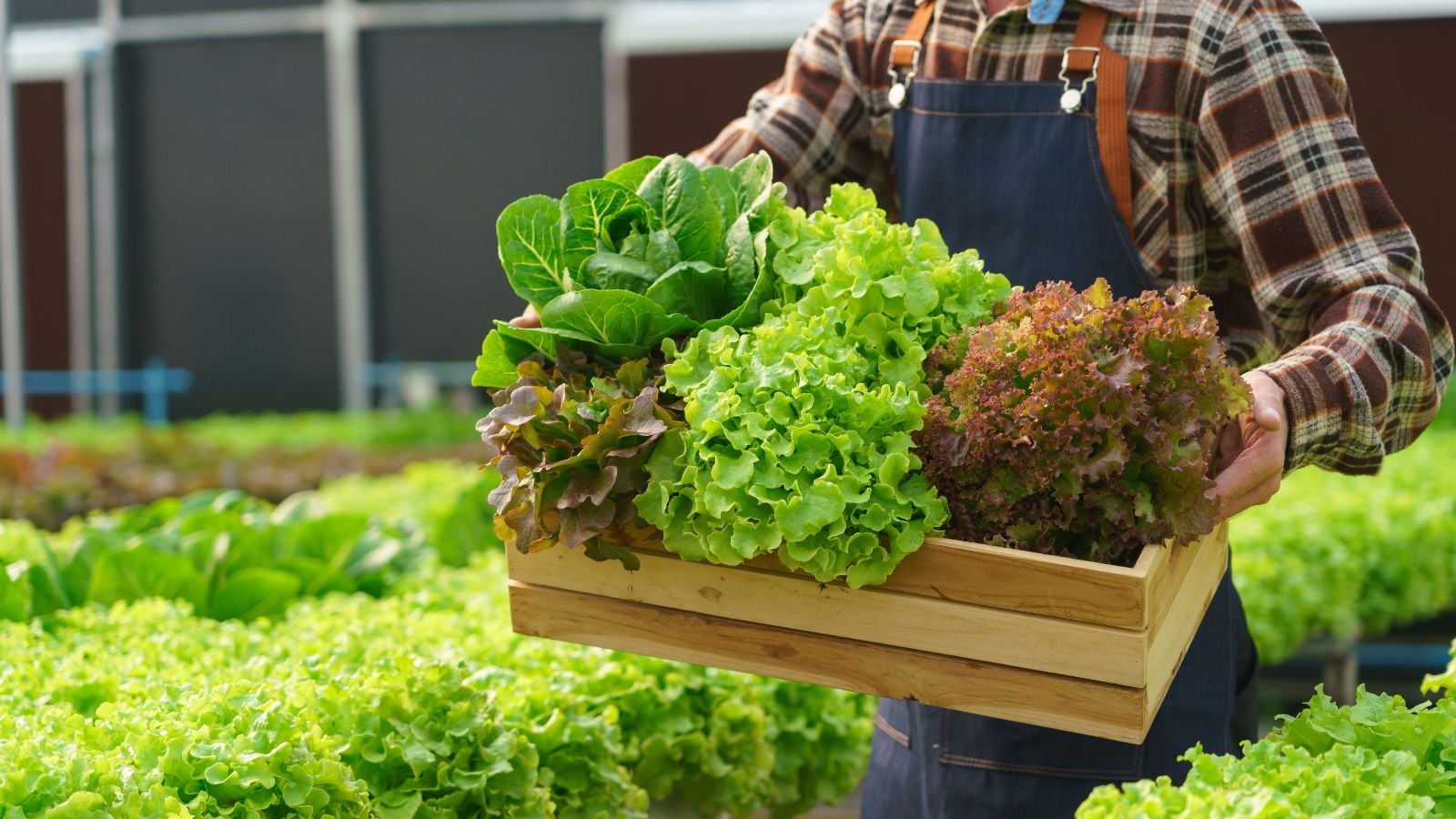 A shot of a person holding a wooden crate filled with freshly harvested crops, showcasing how to grow salad greens