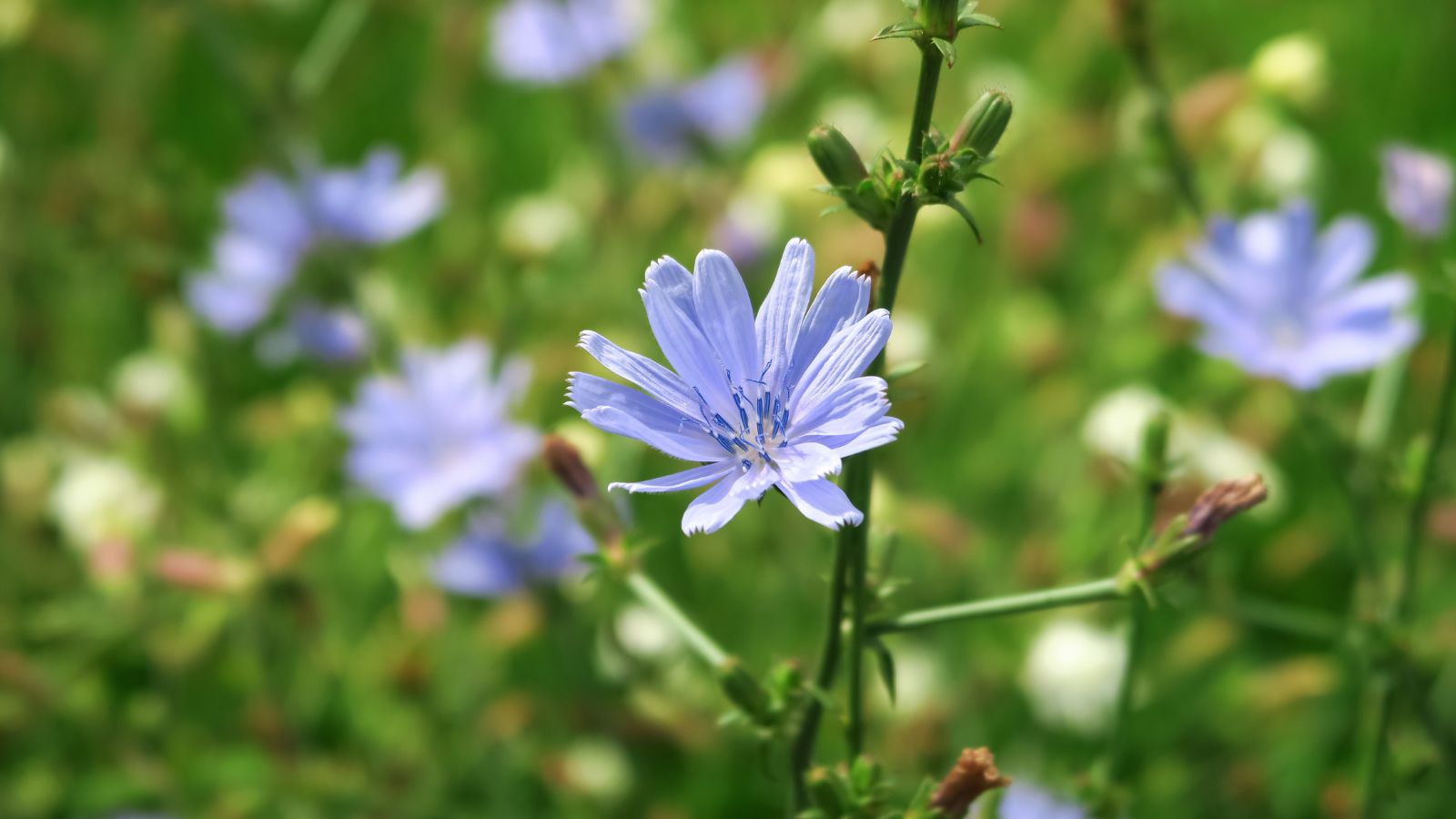 A close-up shot of dainty light-blue colored flowers on slender stems of the Chicory, all situated in a well lit area outdoors