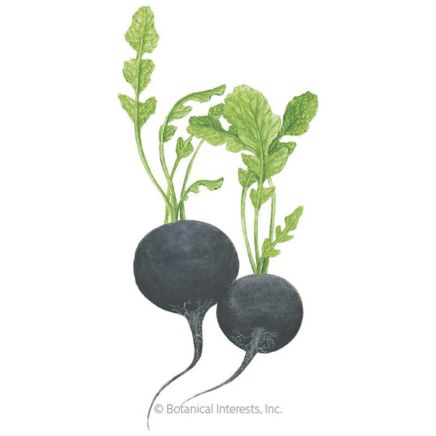 Round Black Spanish Radish