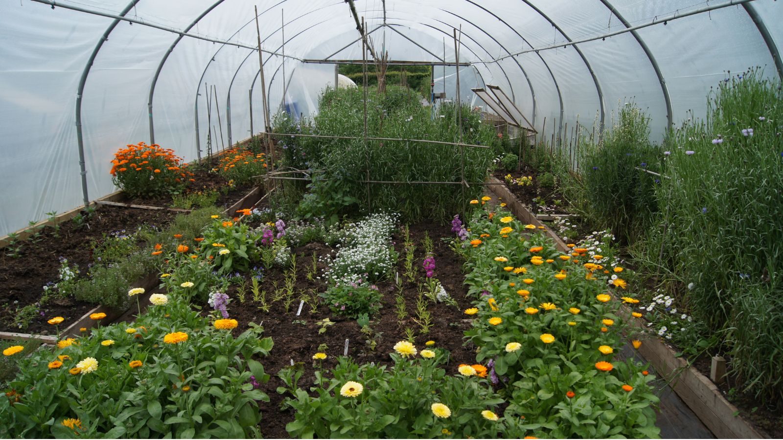 An enclosed area with a polytunnel, shielding many plants appearing to have different types of leaves and blooms