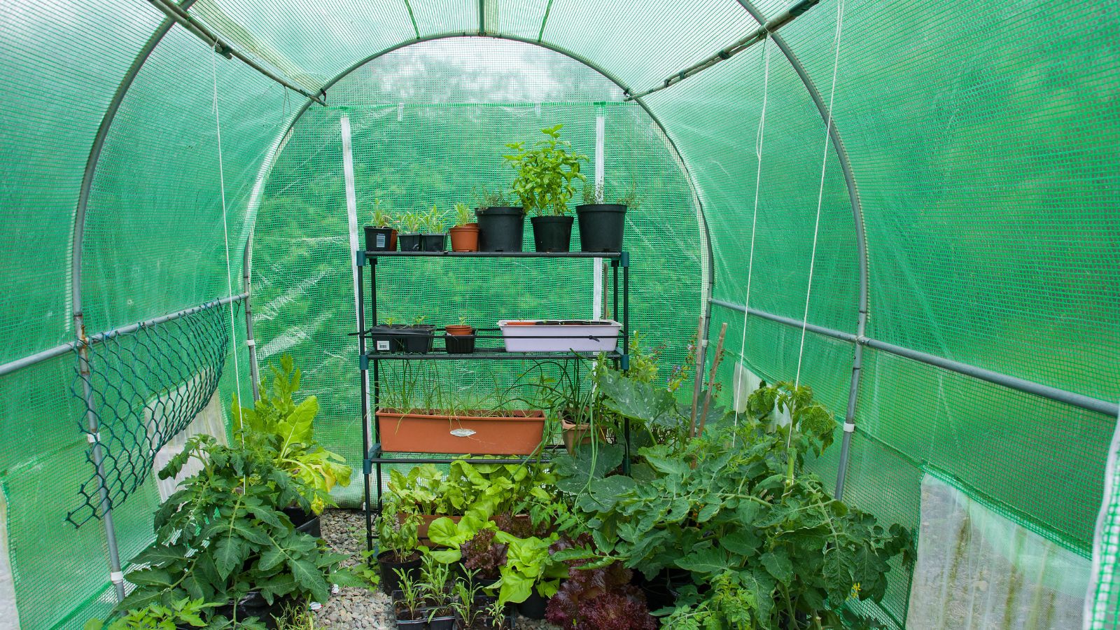 Various plants inside a polytunnel made of steel poles and a green-tinted sheet with other plants outside
