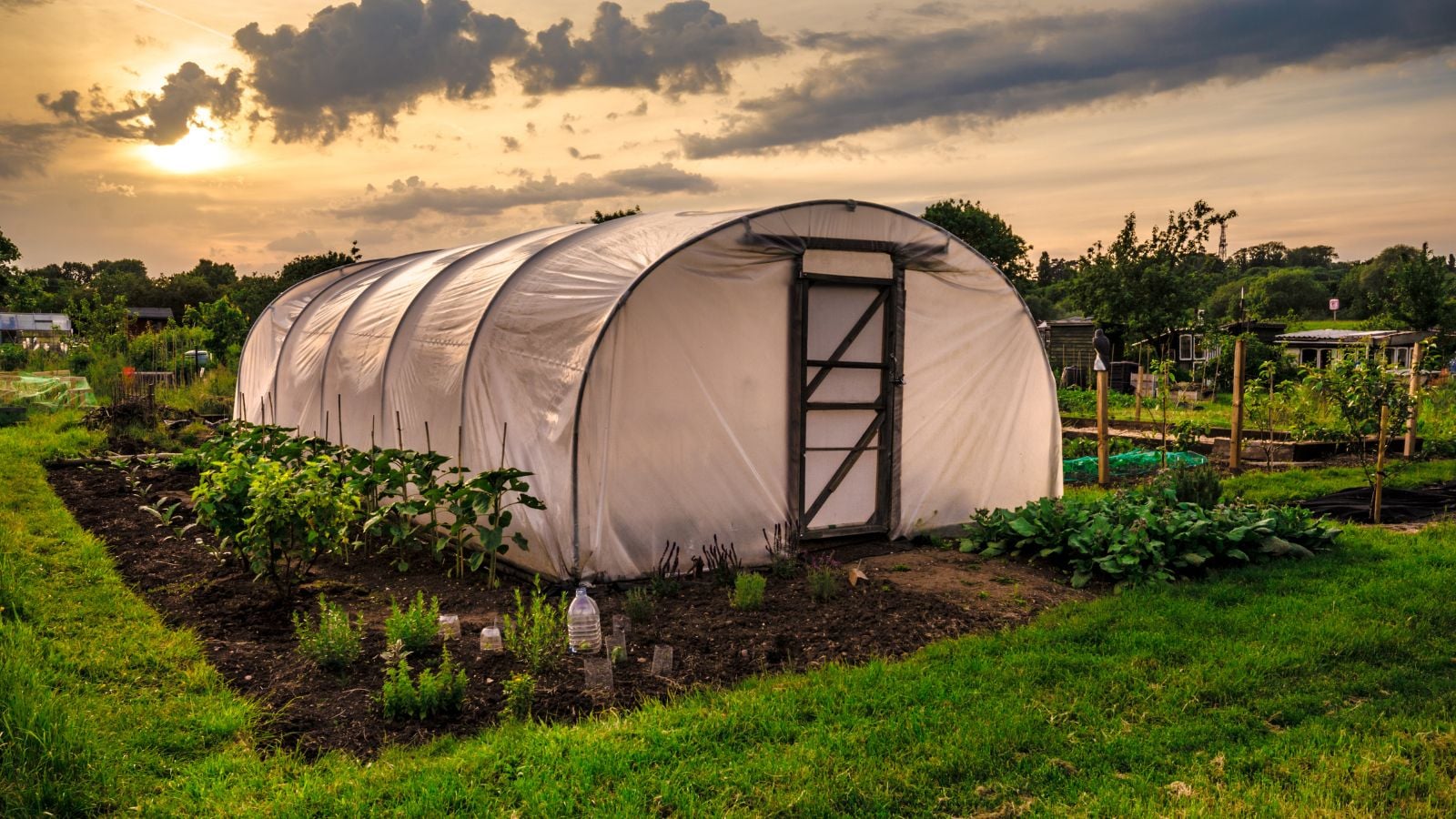 How to build a polytunnel using steel poles and a sheet located on an allotment surrounded by grassy areas and plants with the sunset in the background