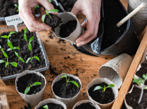 Supplies for starting seeds.