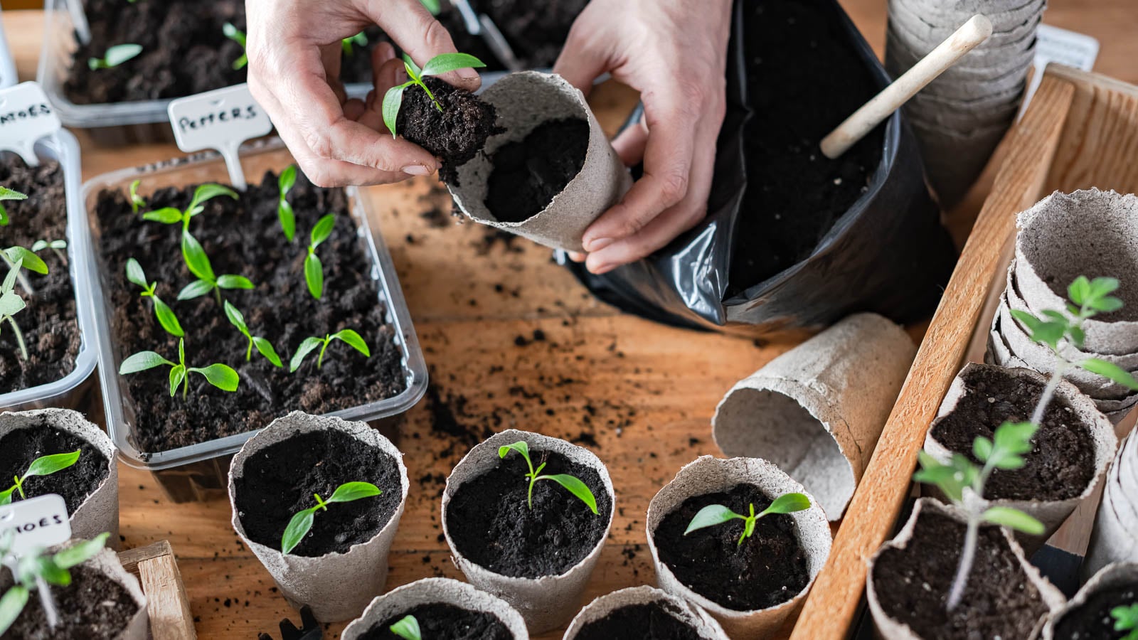 Supplies for starting seeds.