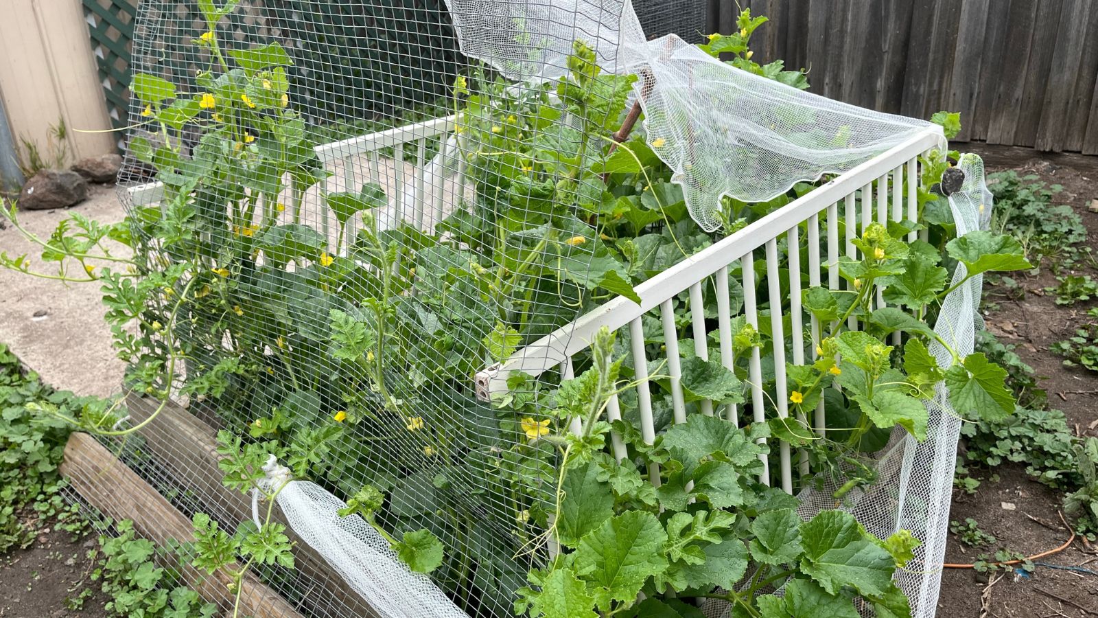 A close-up shot of a repurposed crib, turning it into a garden support structure for developing plants