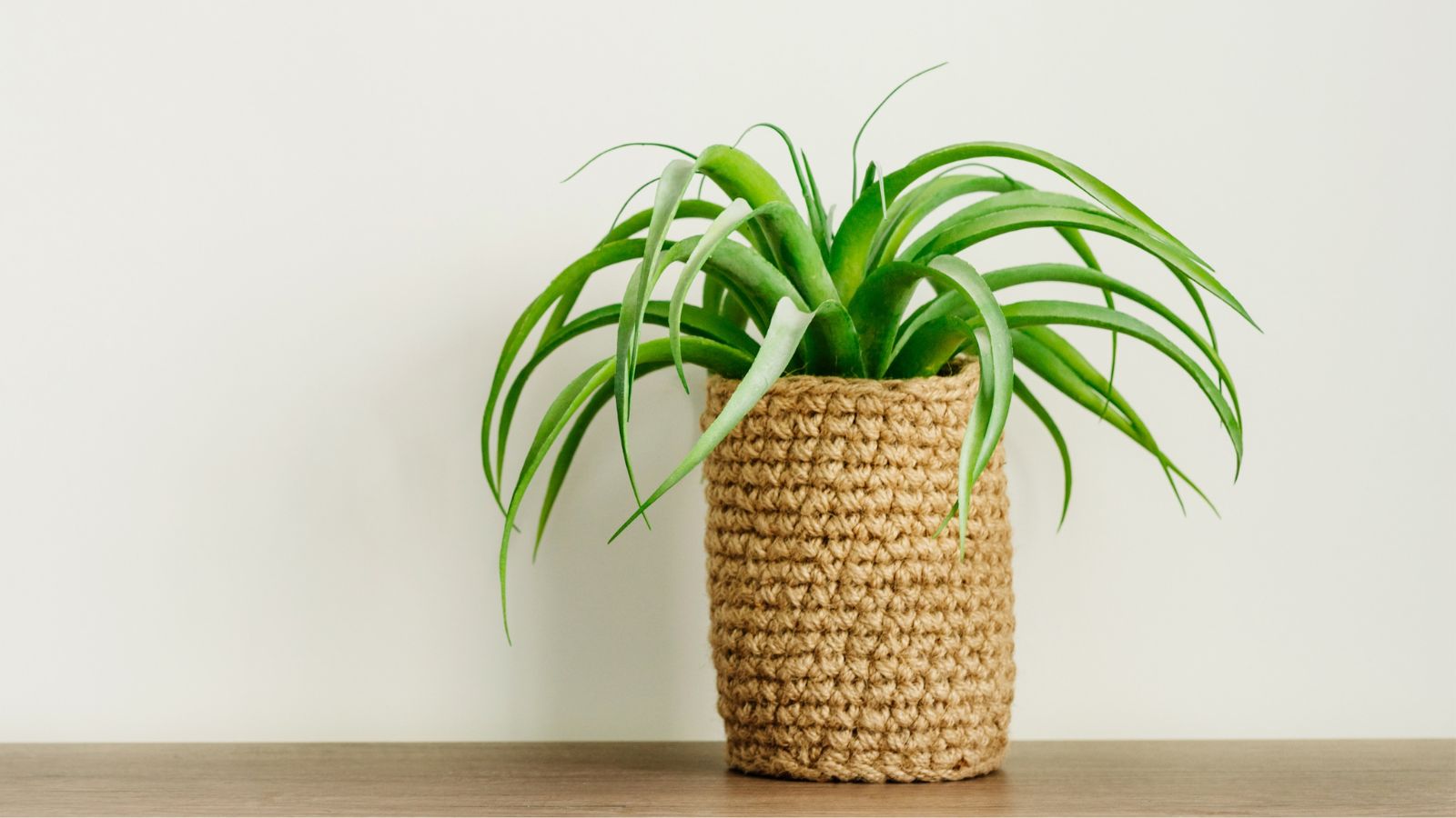 A close-up shot of a small pot with a developing houseplant, with the pot covered in used, old, weave ropes.