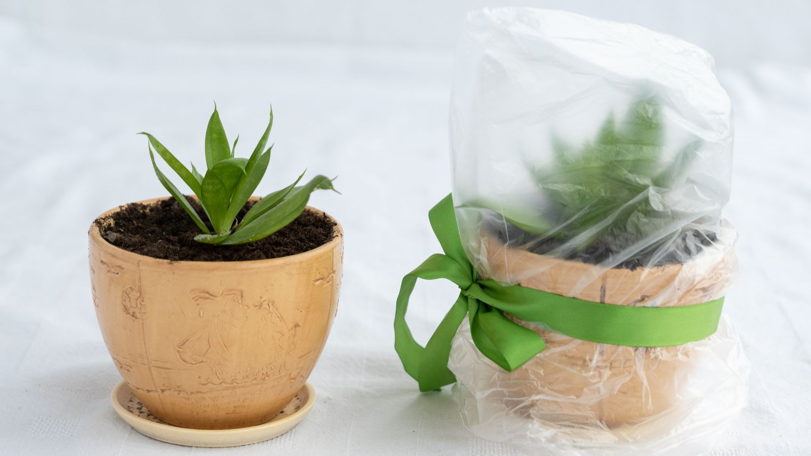 A close-up shot of two small pots, with one covered with a plastic bag, all placed in a well lit area indoors