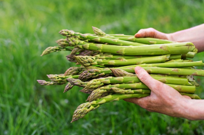 A focused shot of a person holding a bunch of vegetables that shows how to grow asparagus