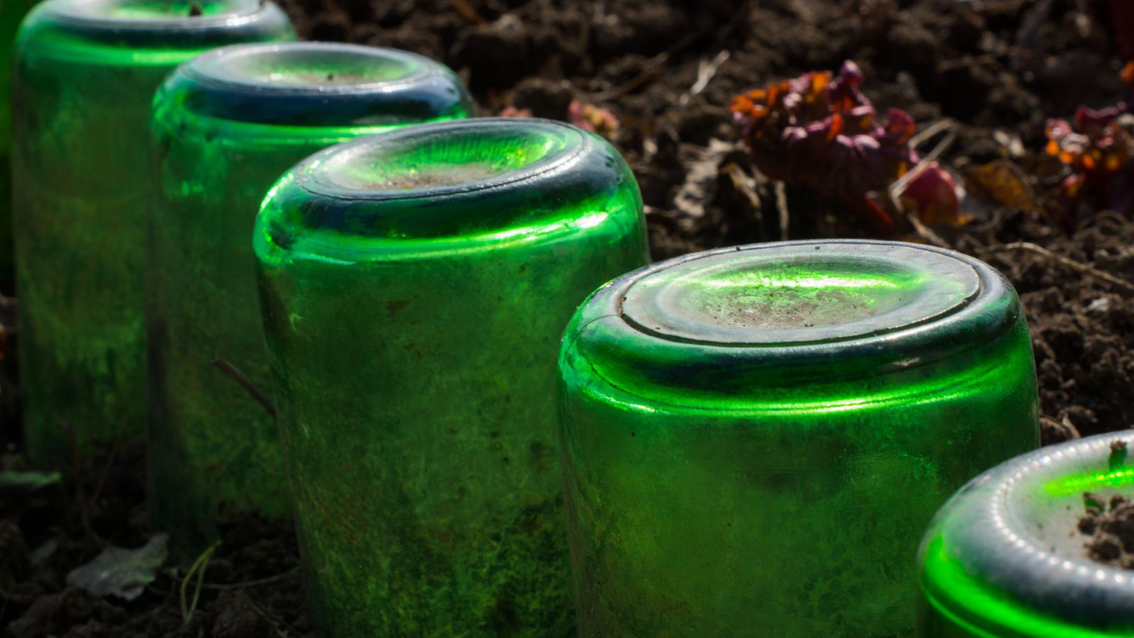 A row of green bottles placed upside down into the edge of a garden bed with dark brown soil and organic material