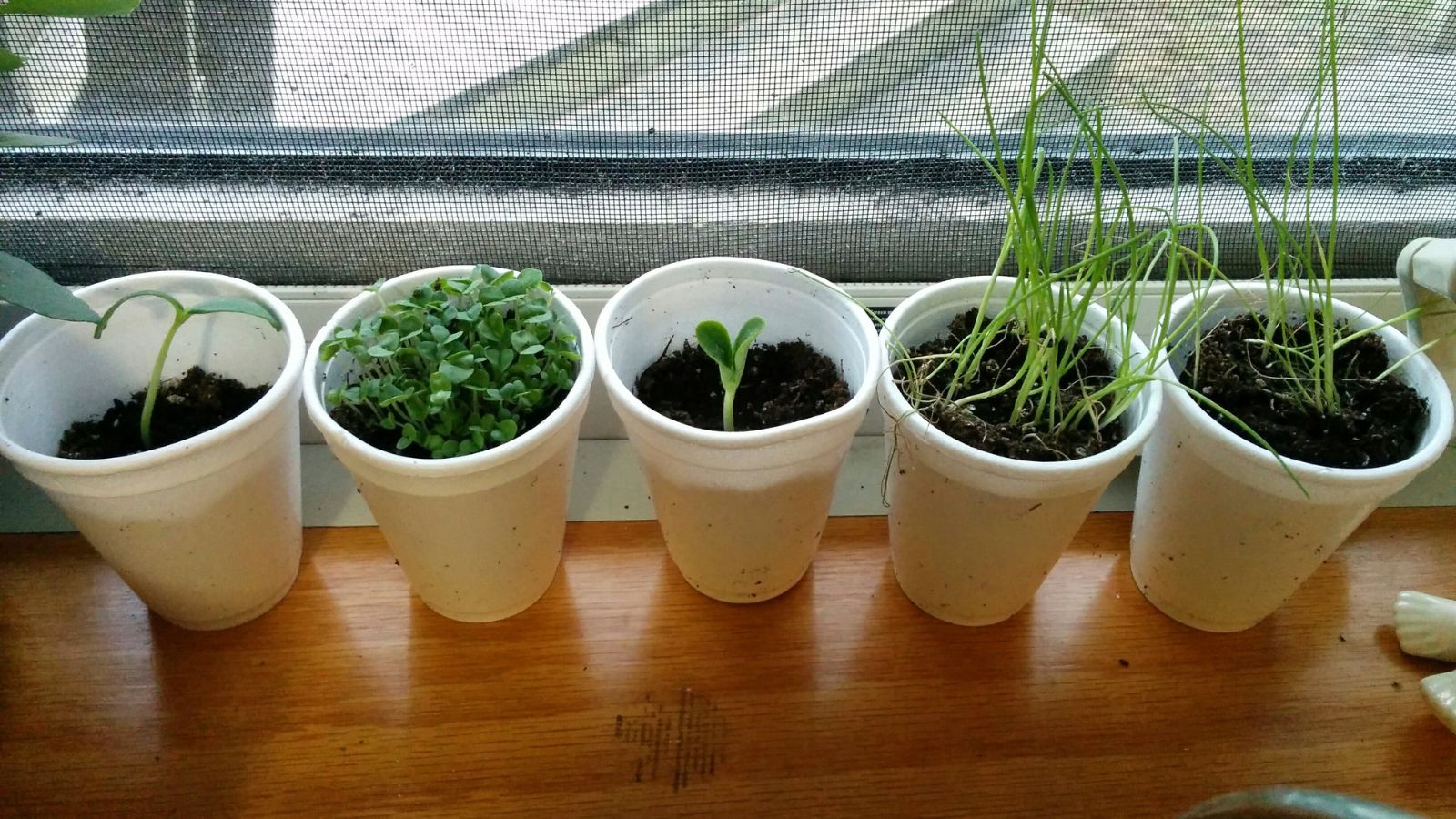 An overhead and close-up shot of a row of several repurposed Repurpose styrofoam cups, all filled with soil and devleoping plants in doors